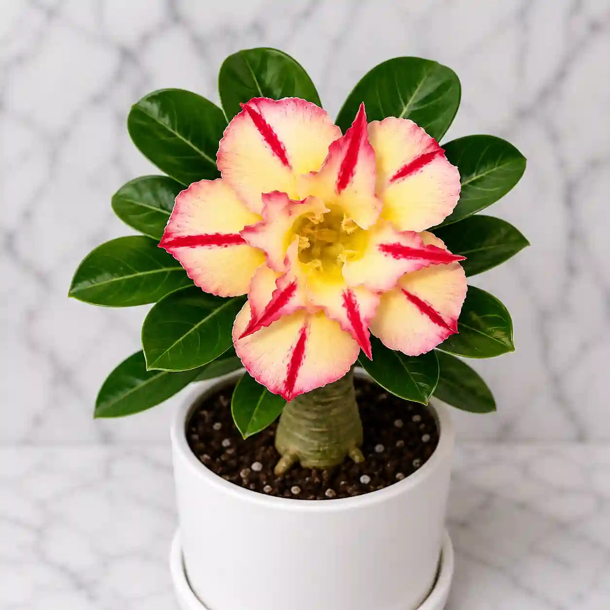 Adenium R23
