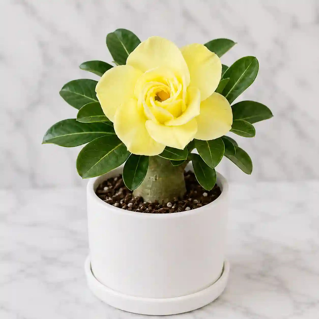 Adenium R168