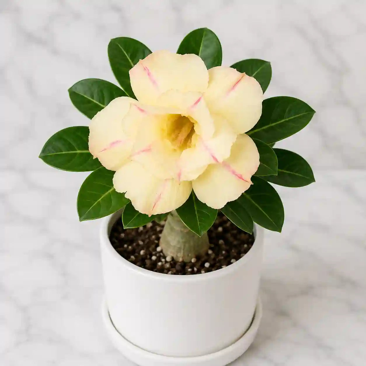 Adenium R74