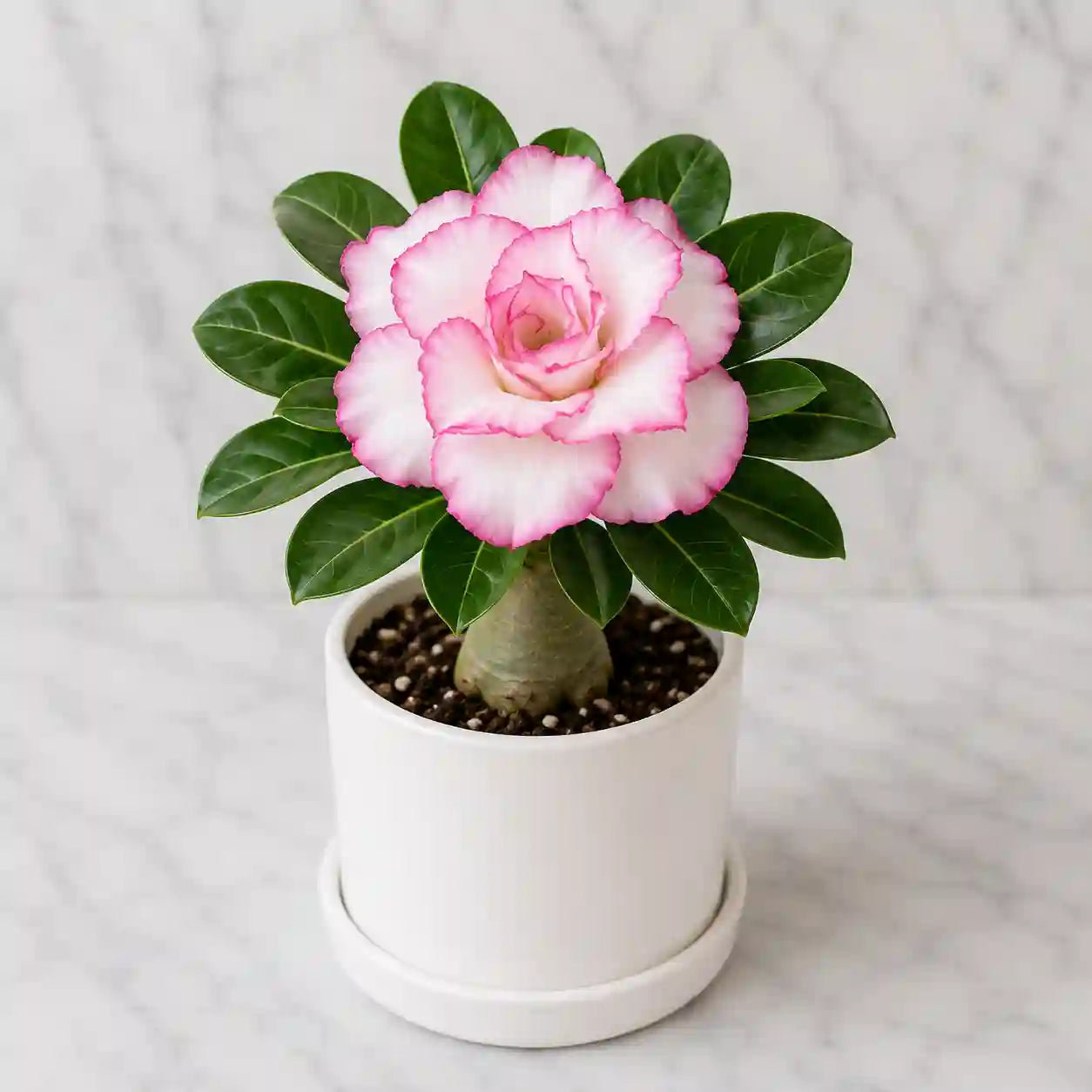 Adenium R133