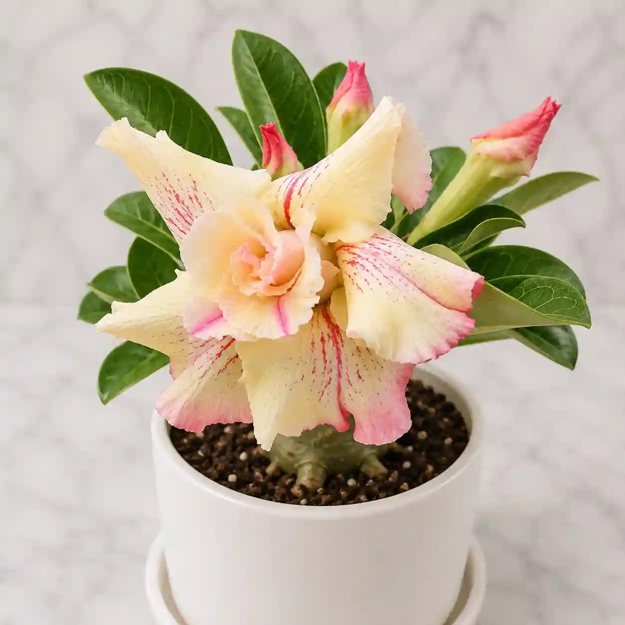 Adenium R75
