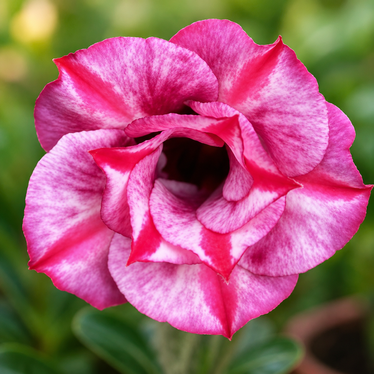 Adenium R452