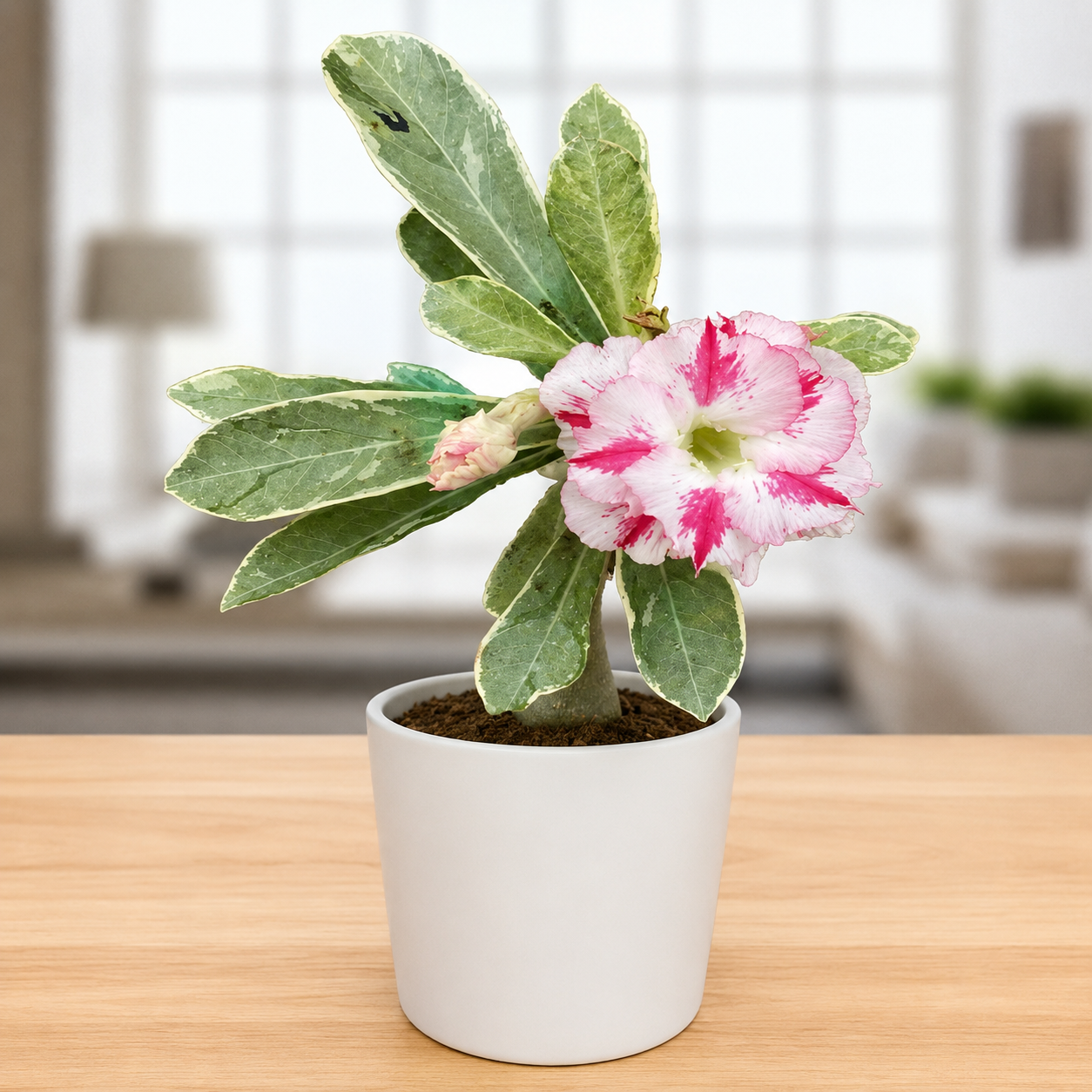 Adenium R414