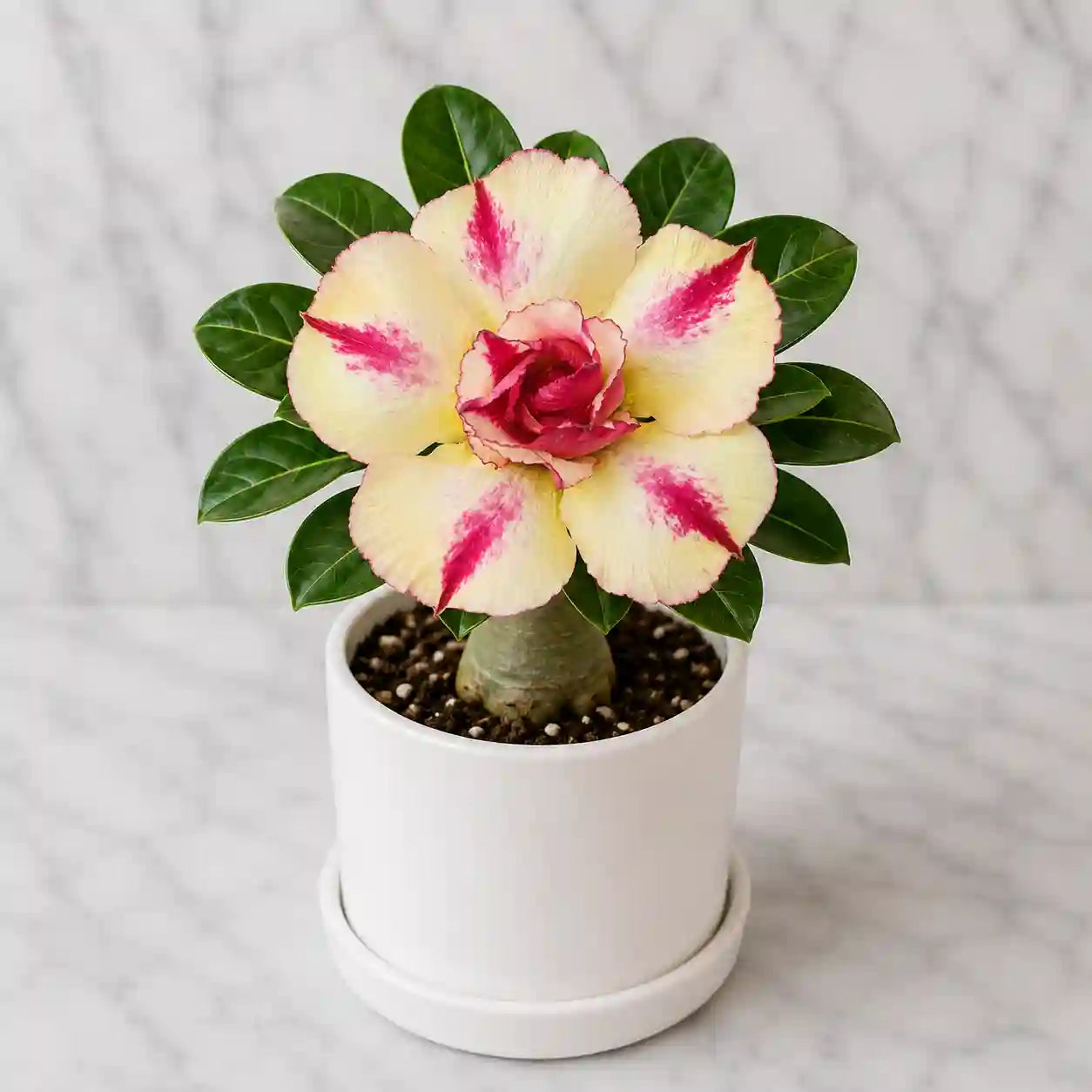 Adenium R67