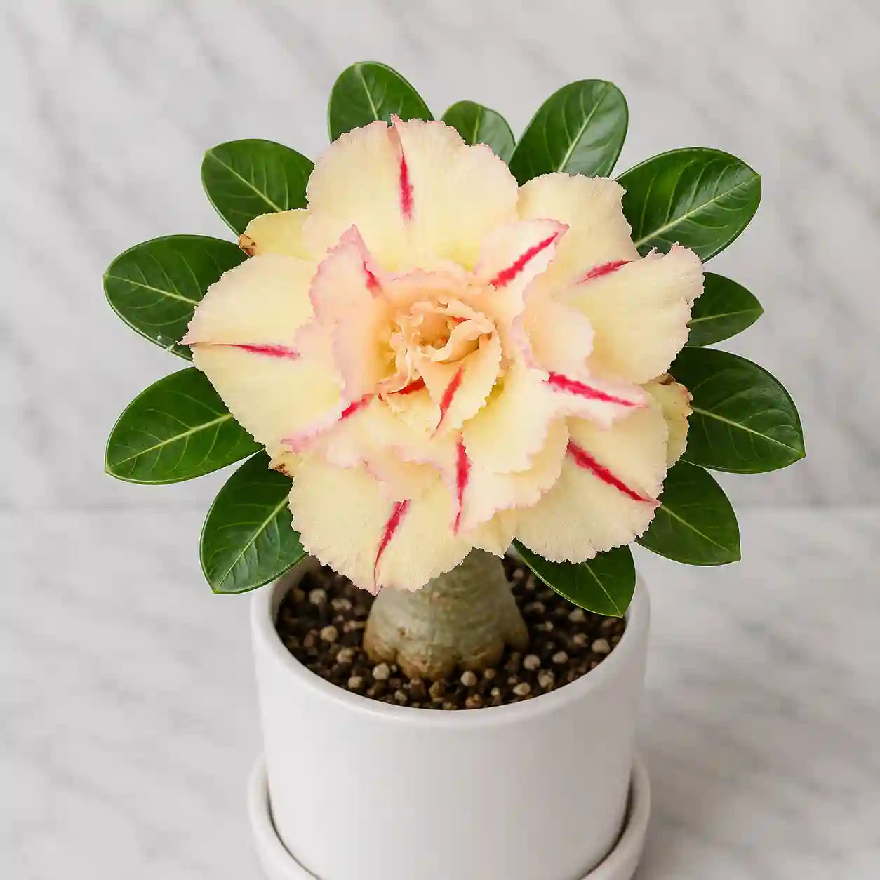 Adenium R49