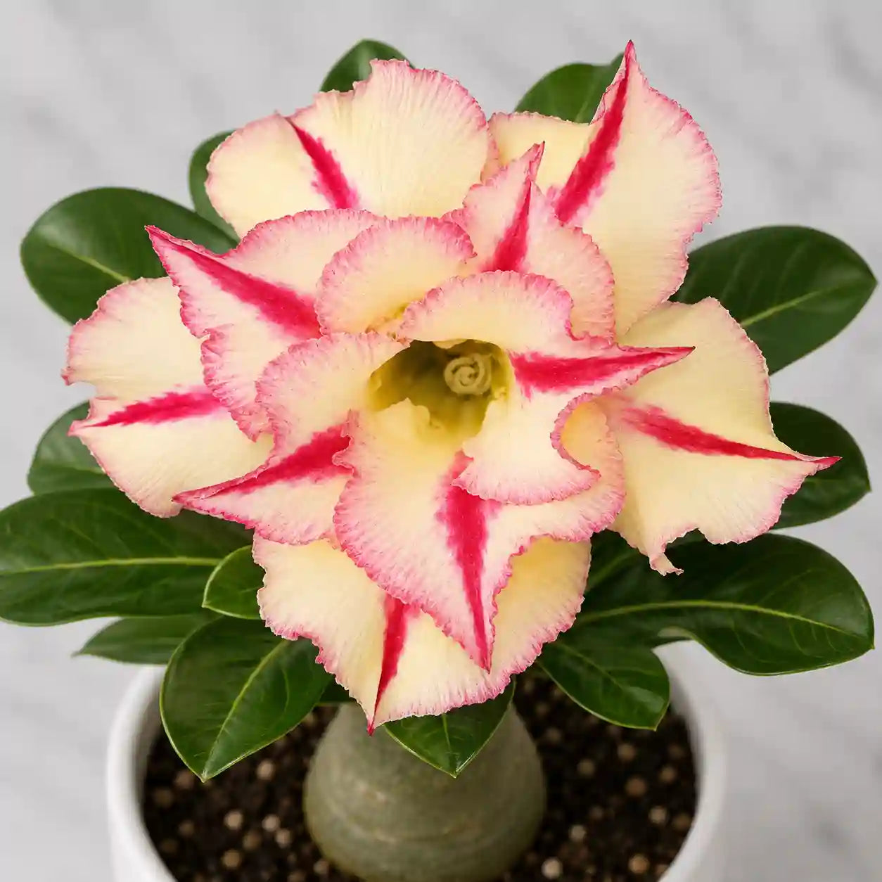 Adenium R38