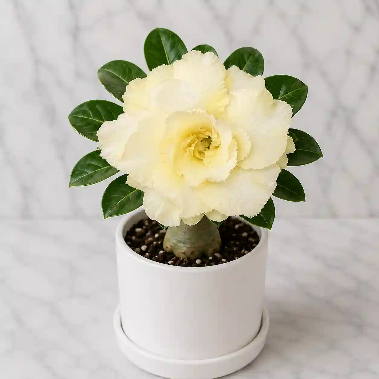 Adenium R56