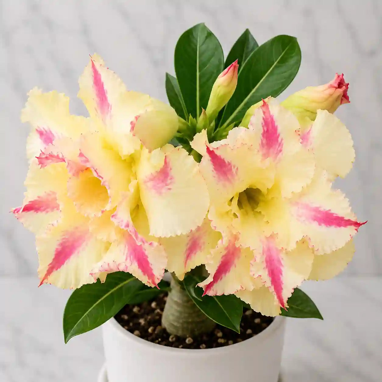 Adenium R142