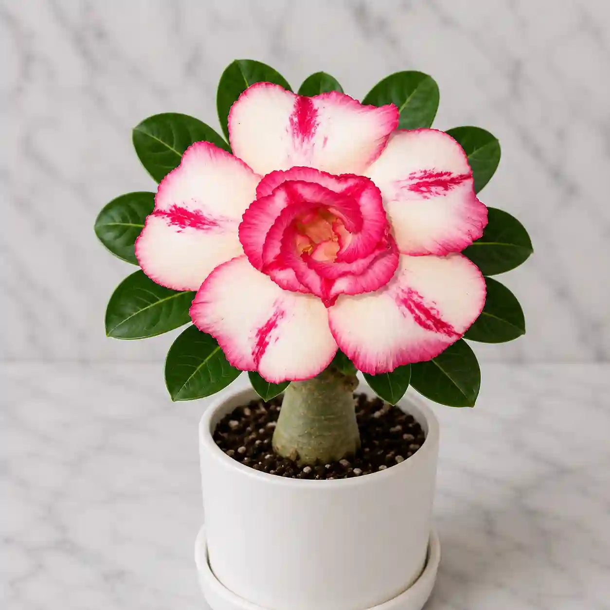 Adenium R91
