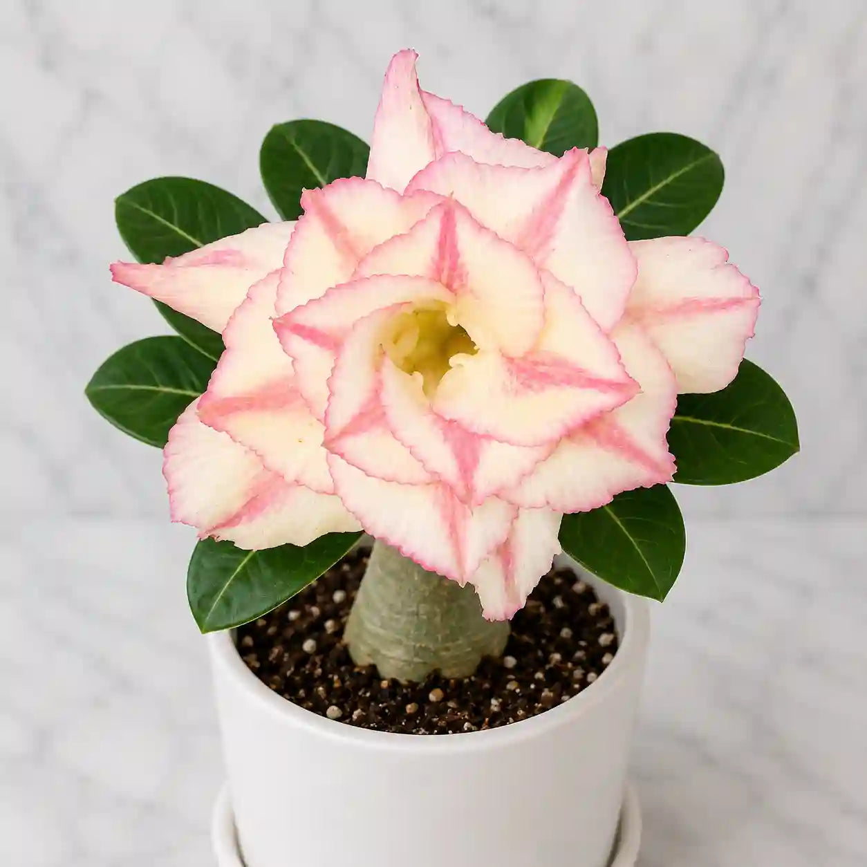 Adenium R90