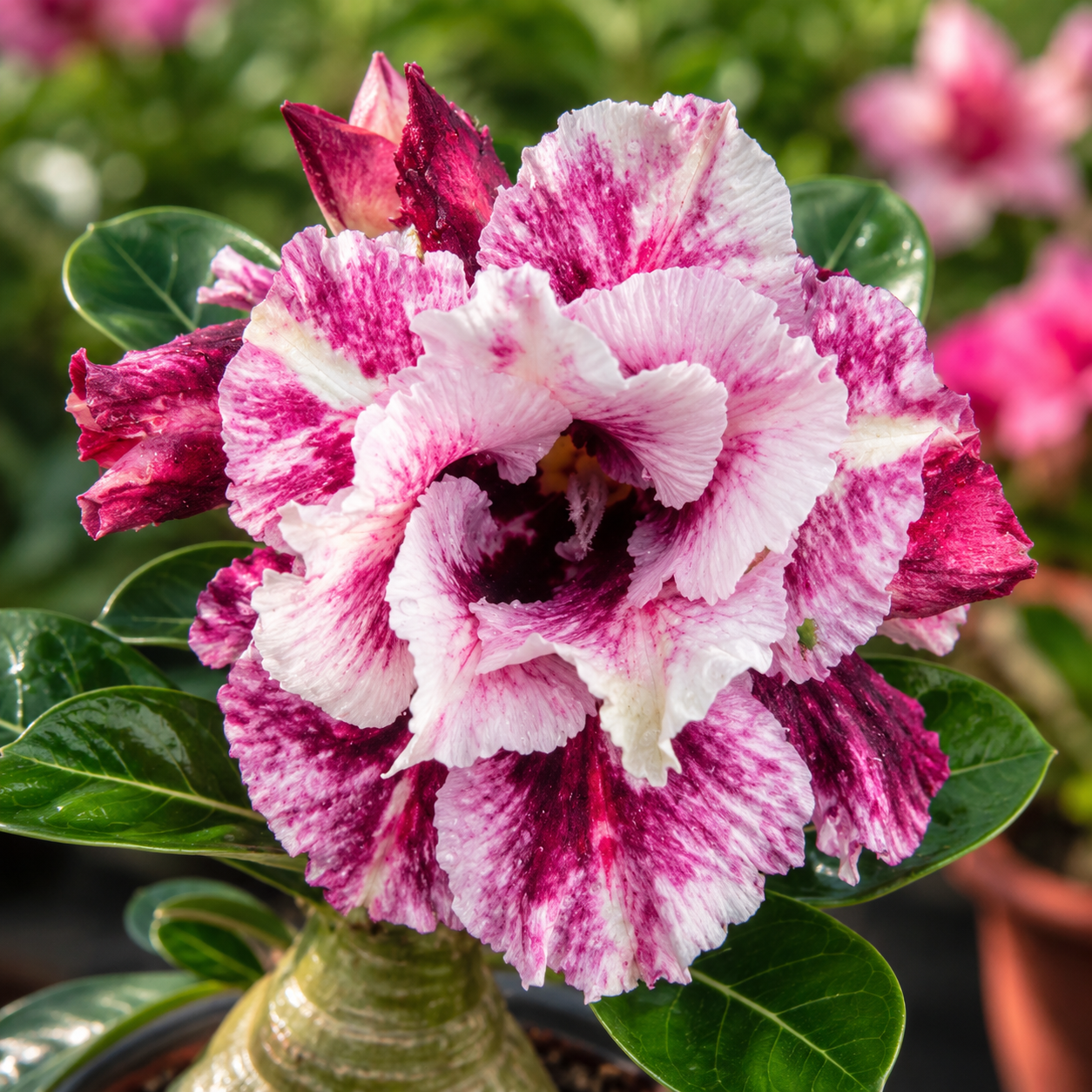 Adenium R460