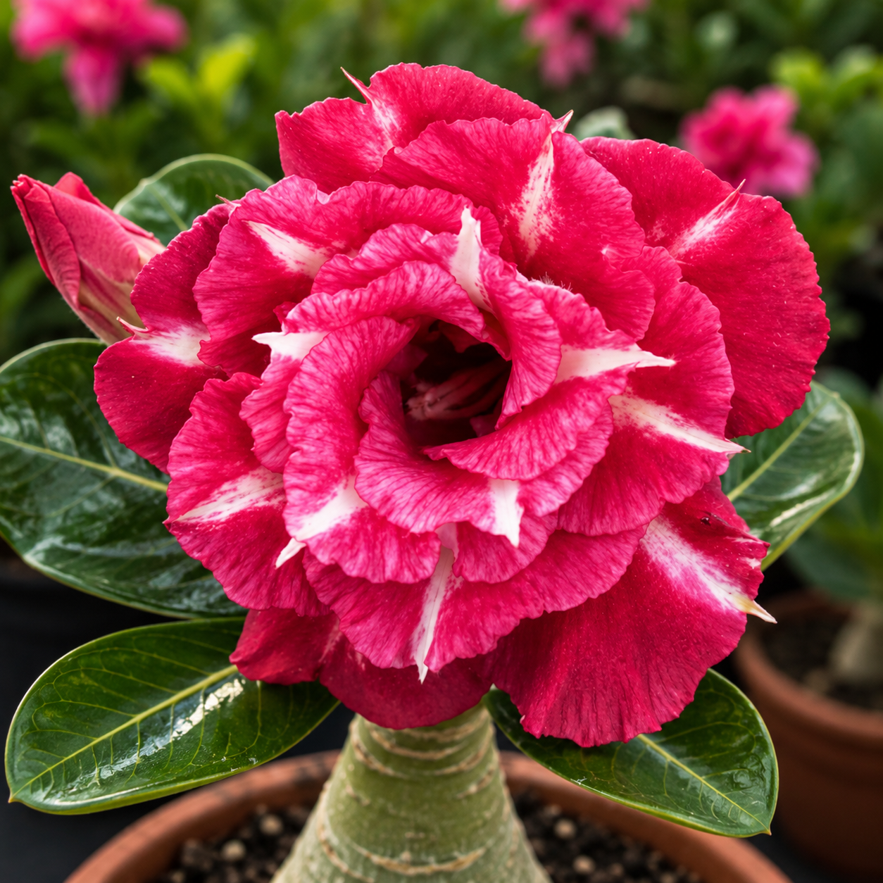 Adenium R465