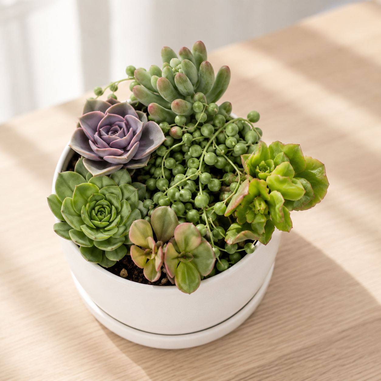 Premium Succulent Combo 1 – (Set of 6)