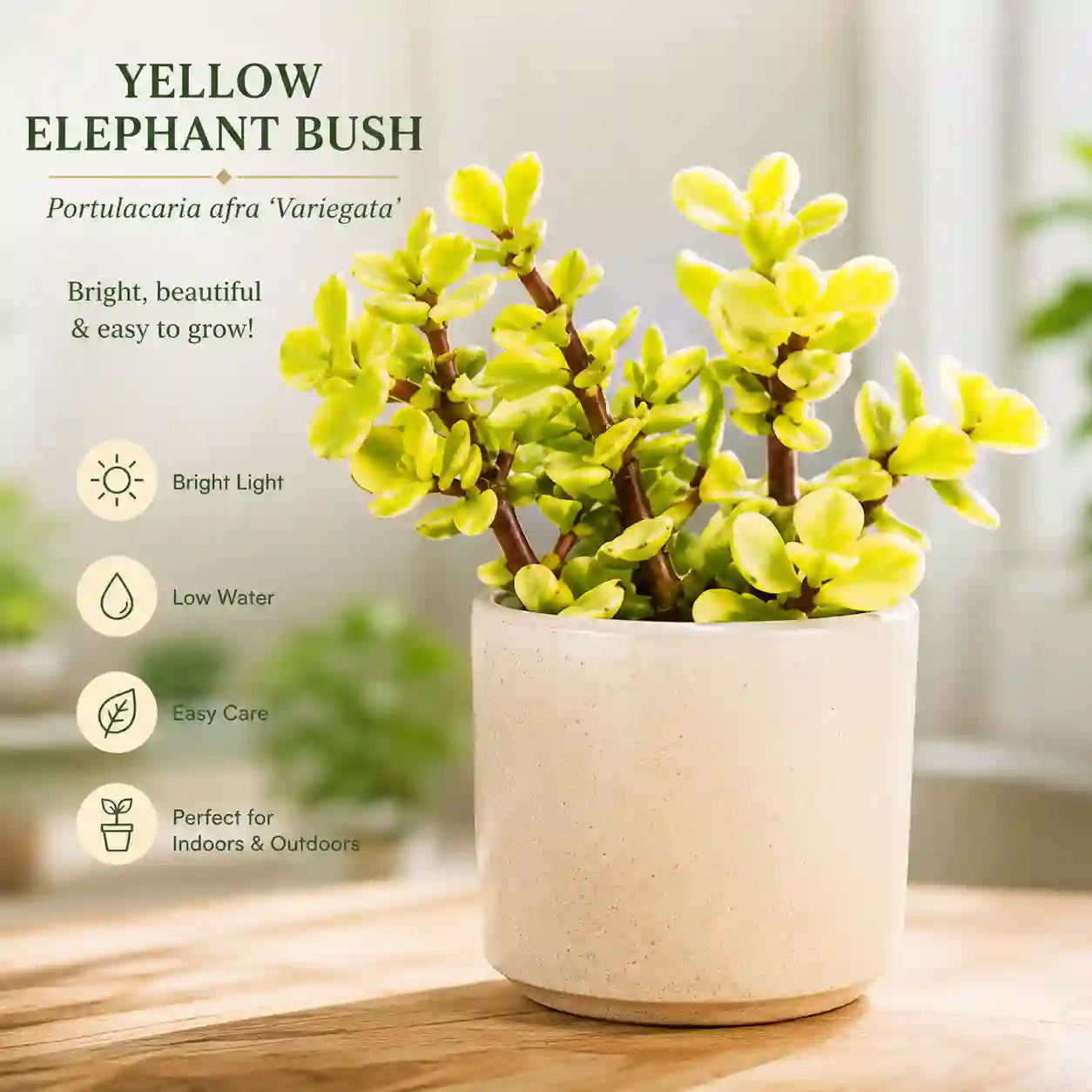 Yellow Elephant Bush