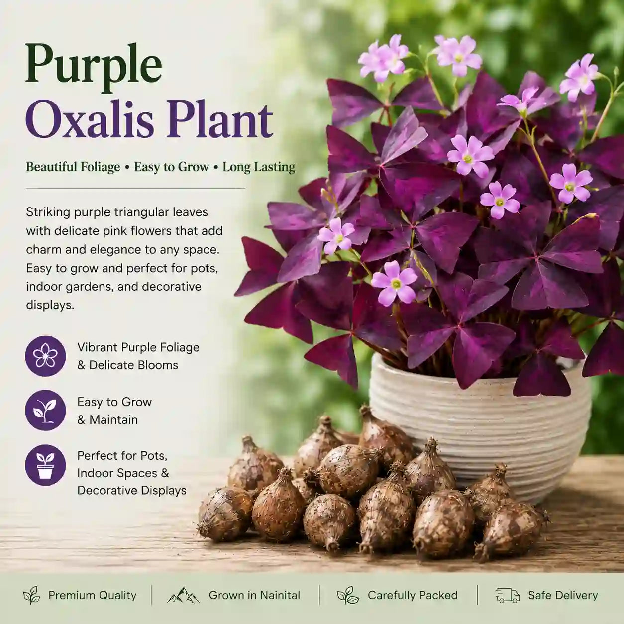 Purple Oxalis Plant