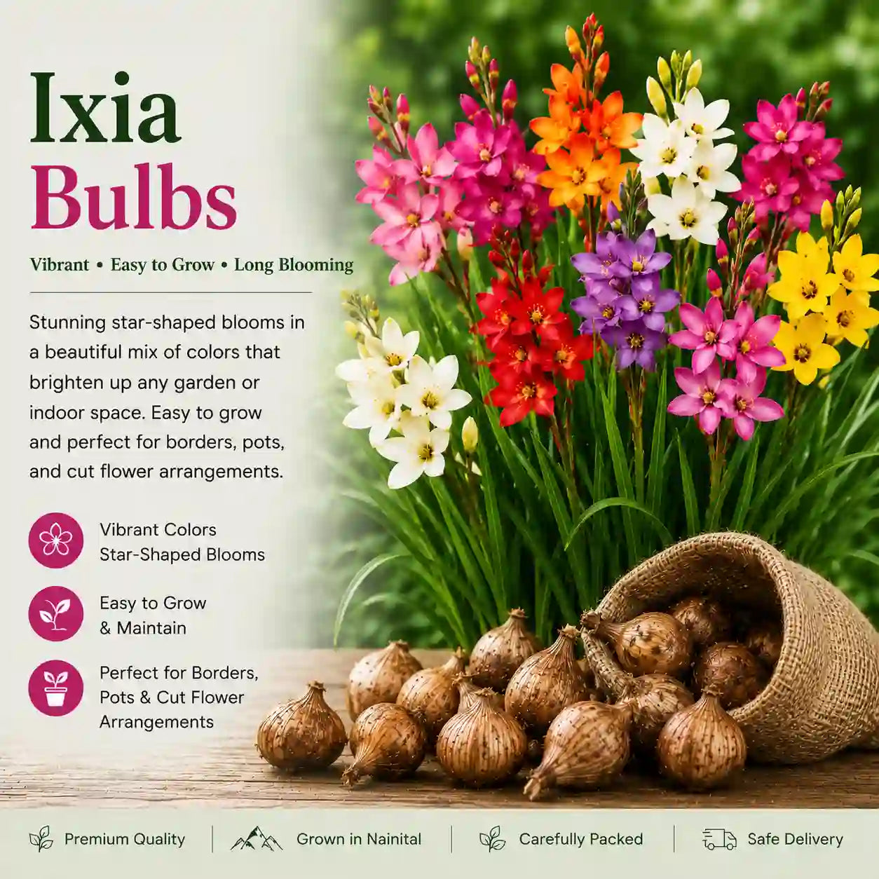 Ixia Bulbs