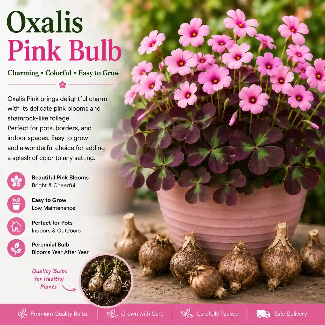 Oxalis Pink Bulb