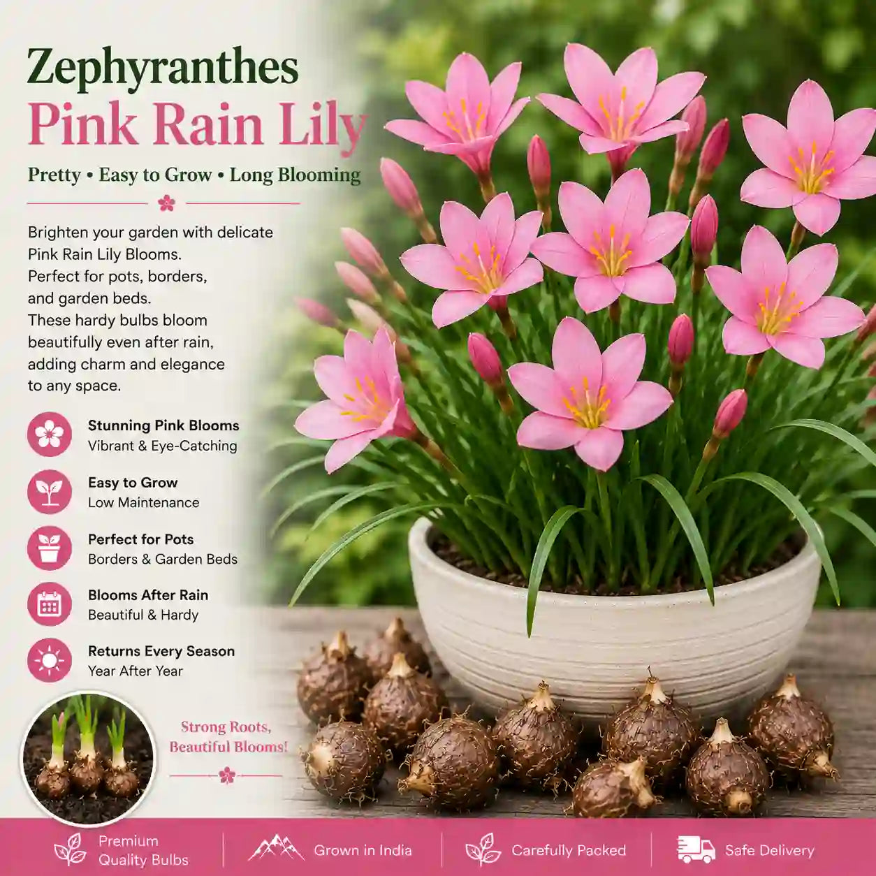Pink Rain lily Bulb