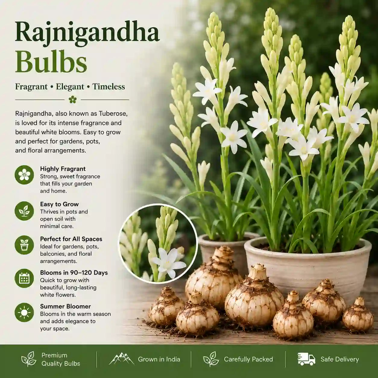 Rajnigandha Tuberose bulbs