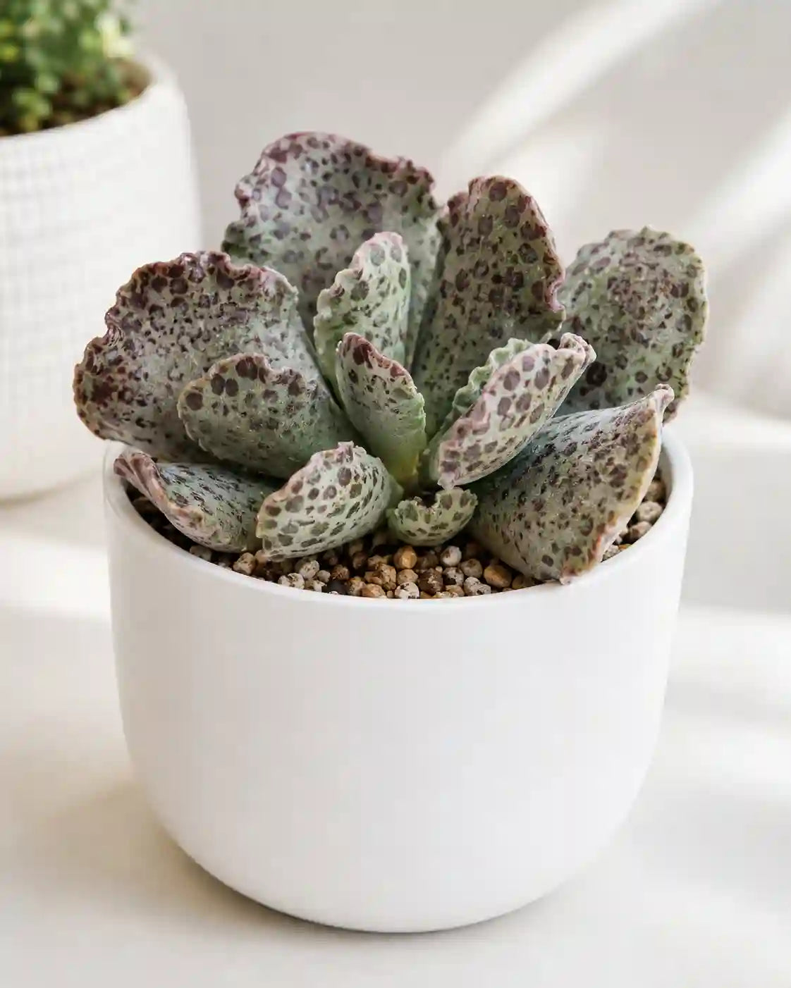 Adromischus Cooperi