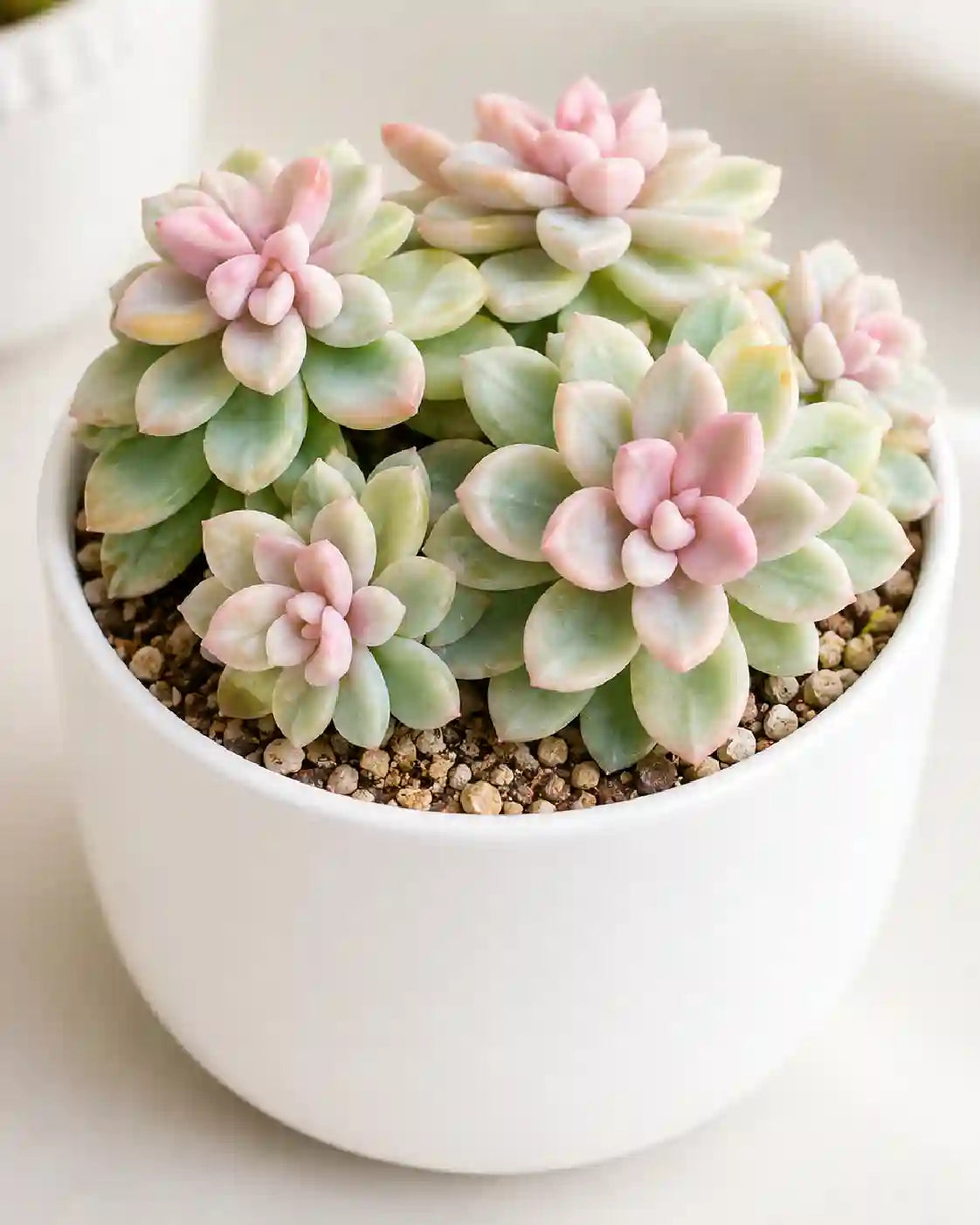 Graptopetalum amethystinum