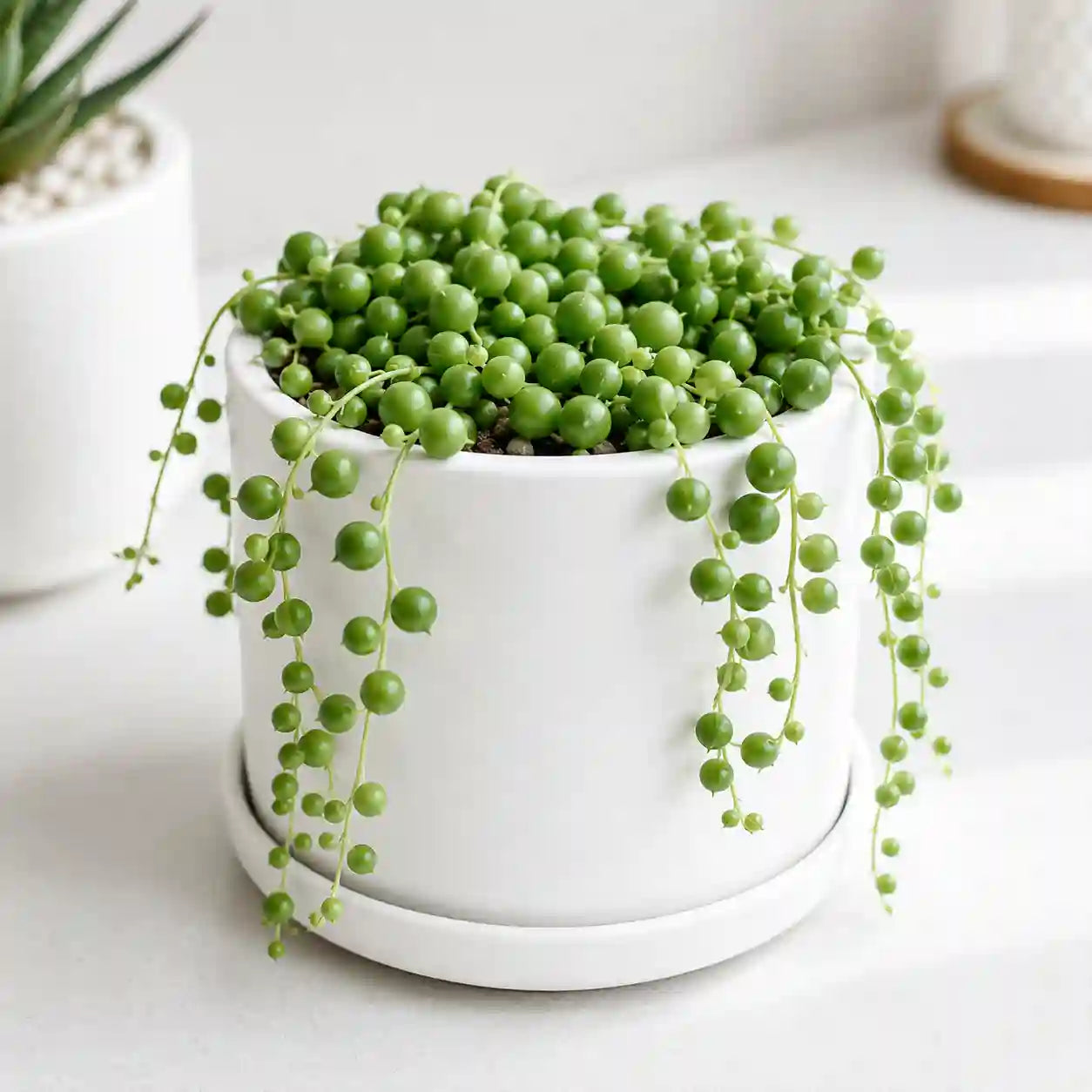 String of pearls