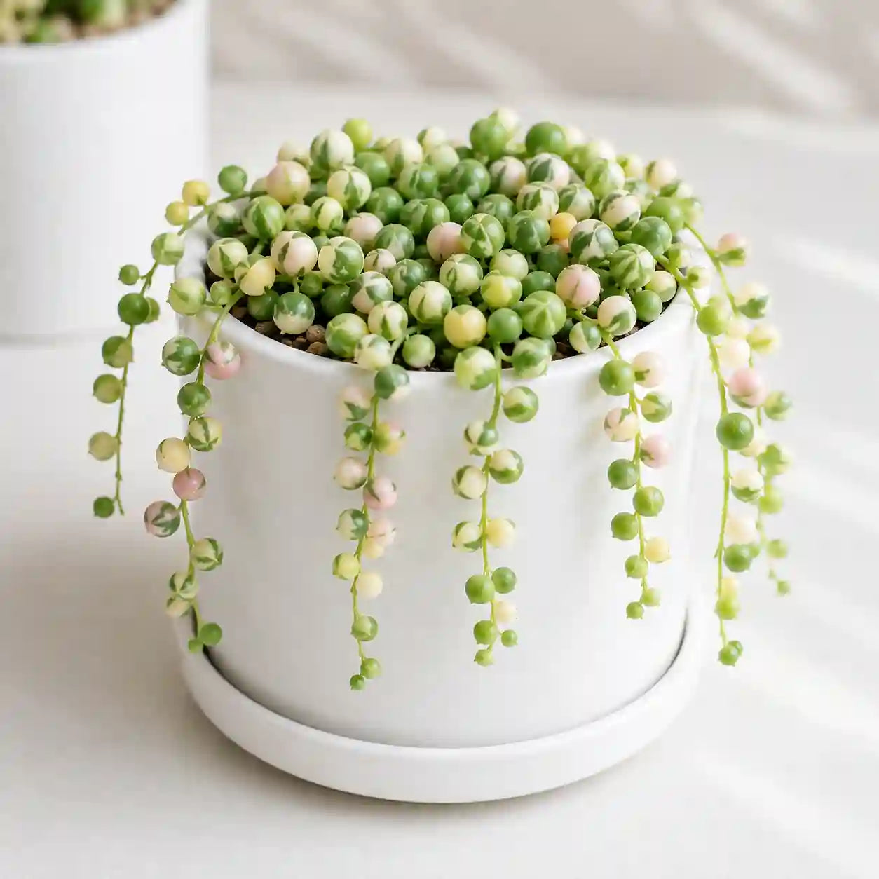 Variegated String Of Pearls