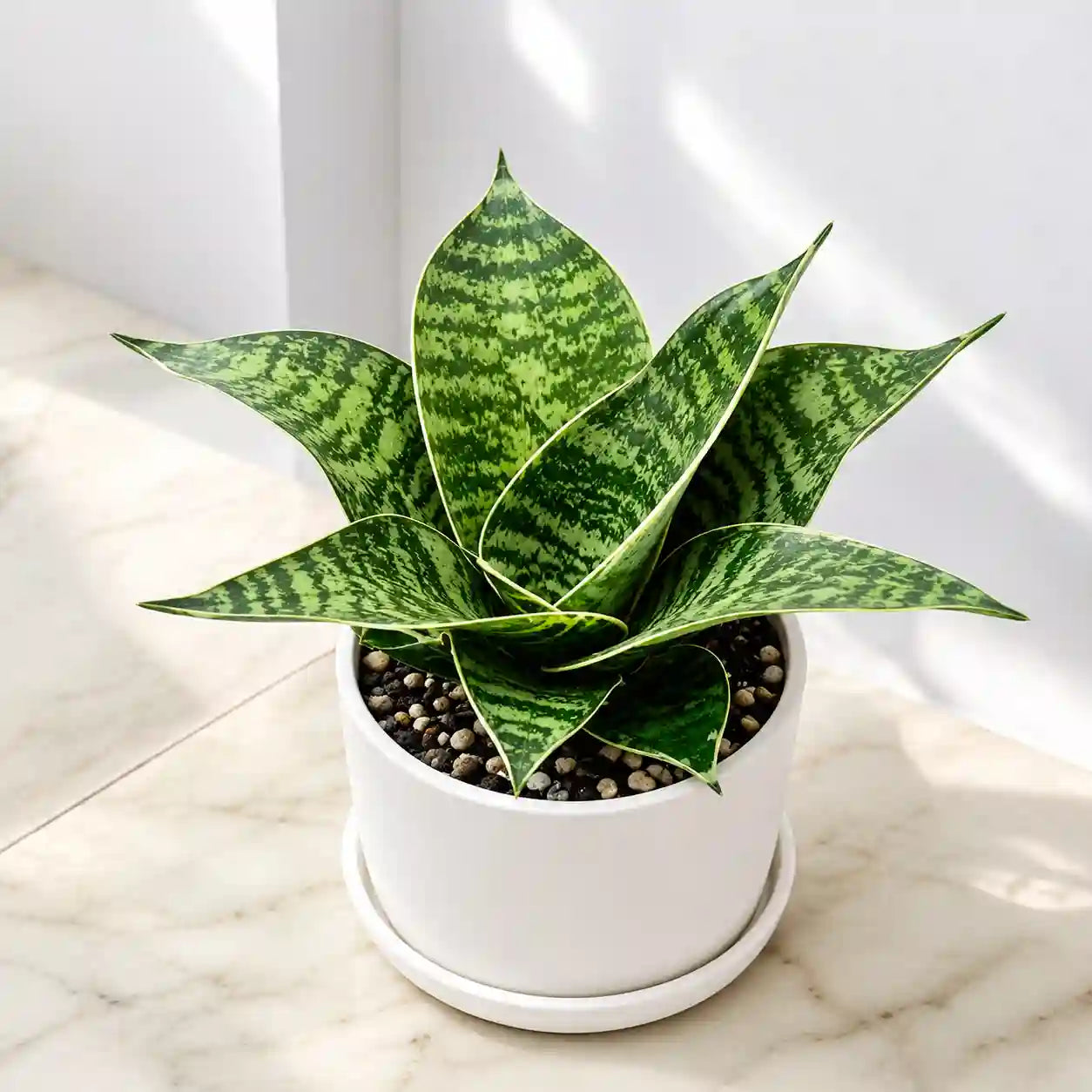 Sansevieria