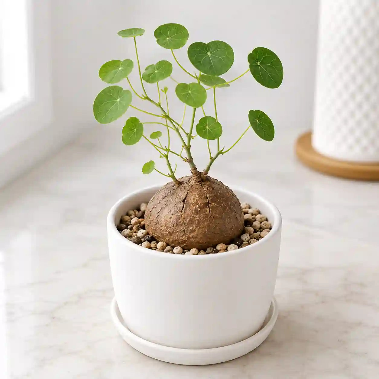 Stephania Erecta Bulb