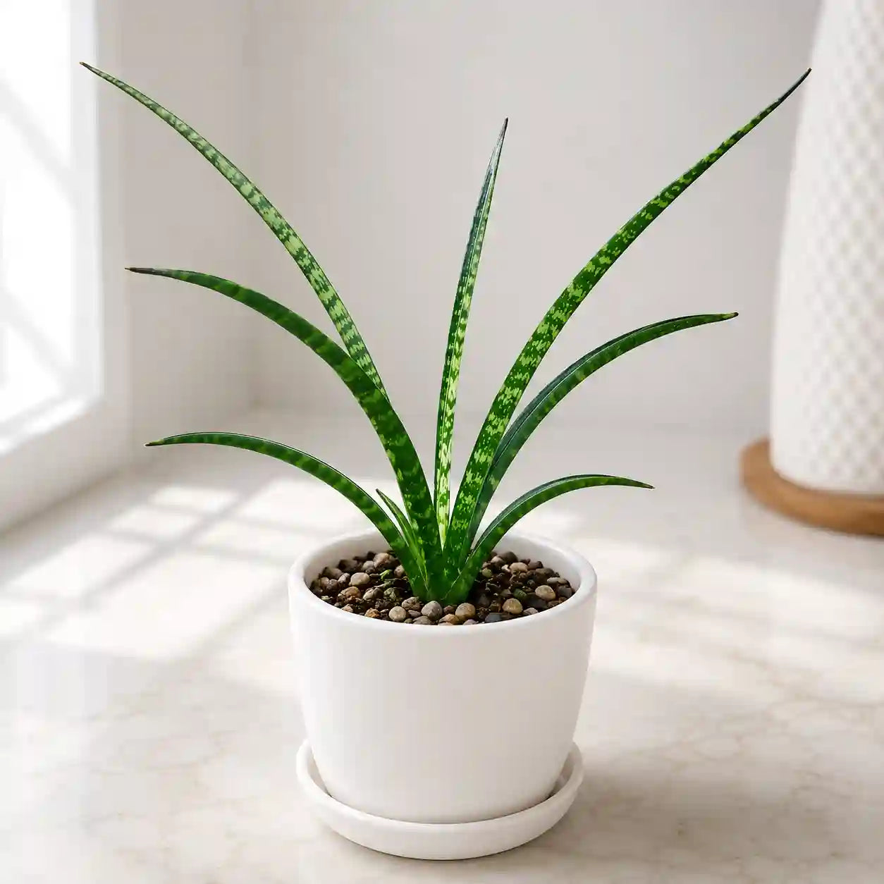 Sanseveria Bacularis Mikado