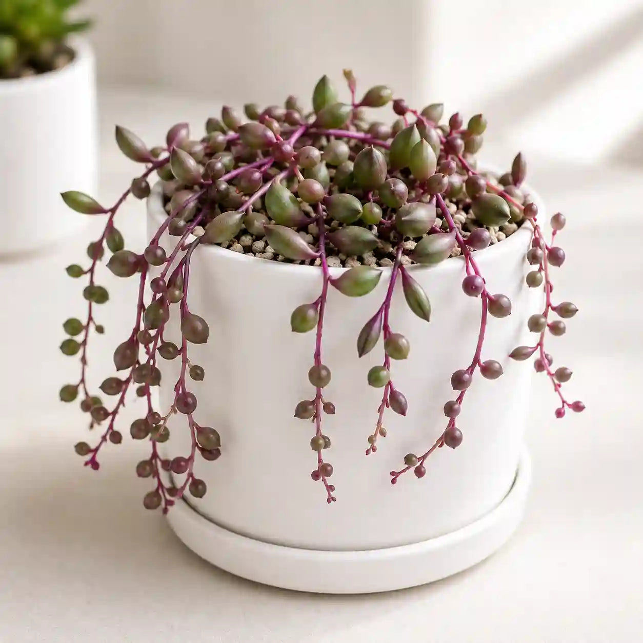 Othonna capensis