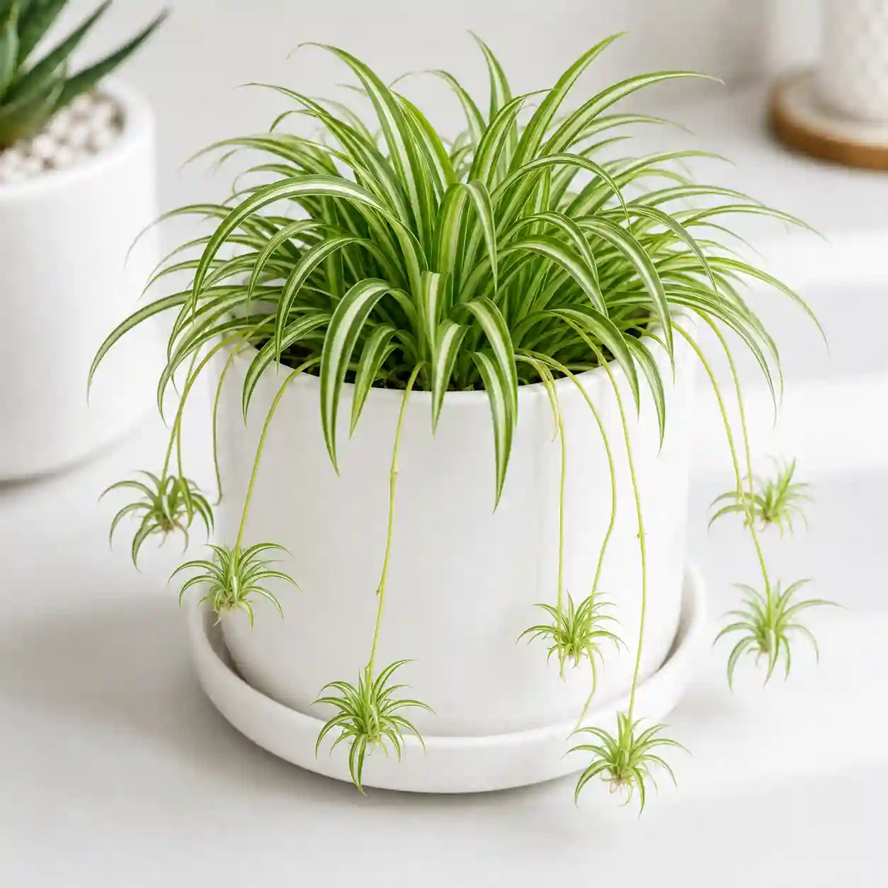 Spider Plant