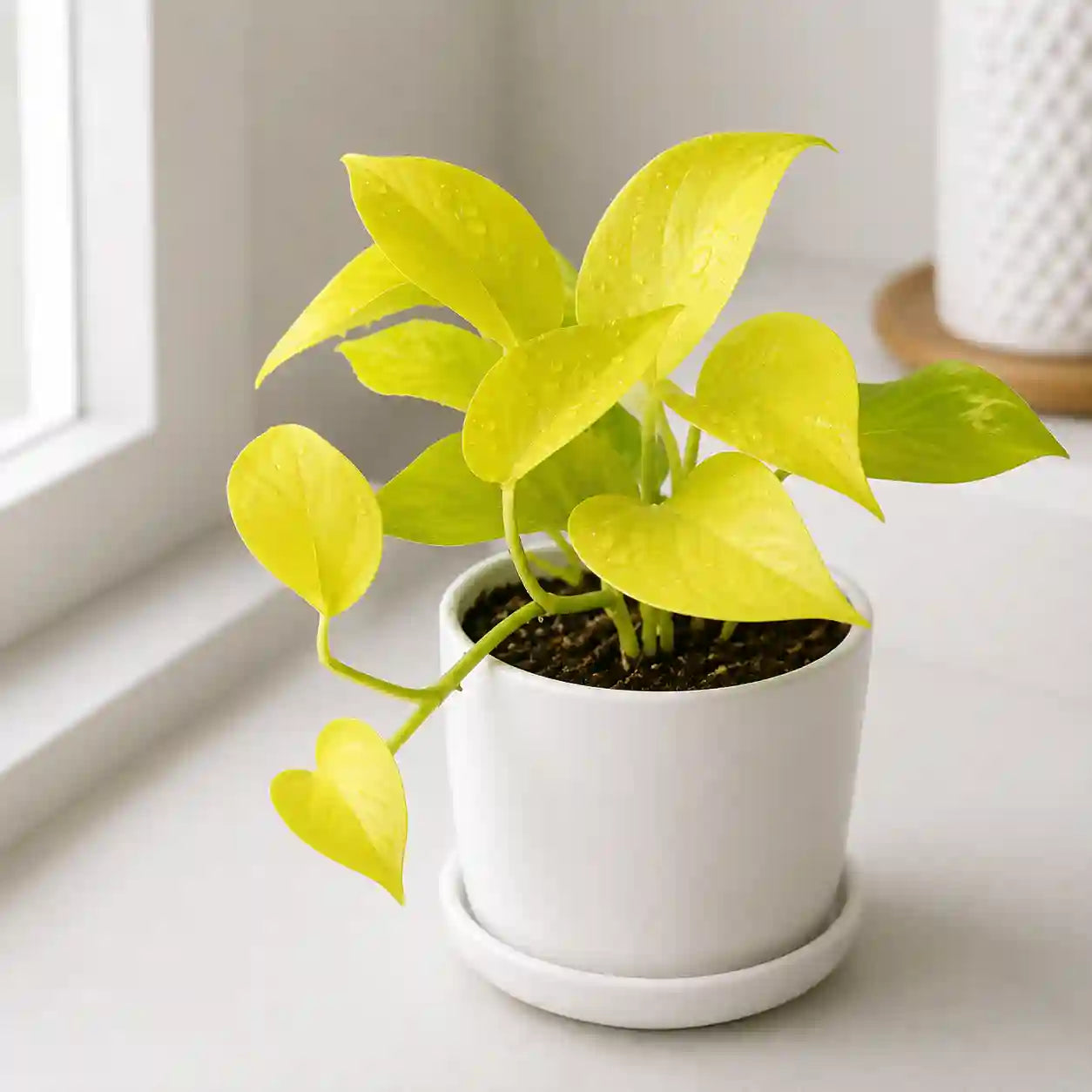 Golden Money Plant