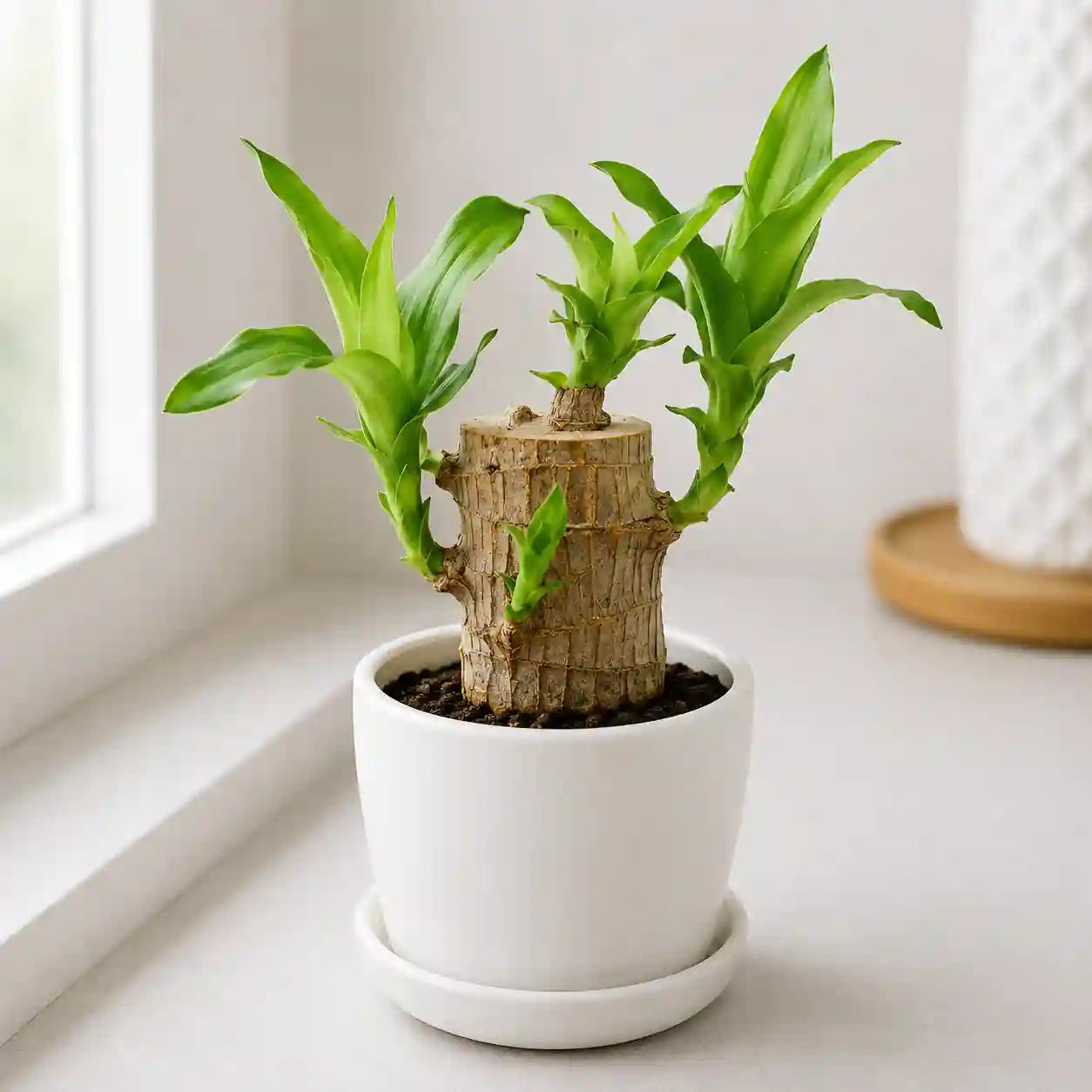 Brazillian Wood Plant