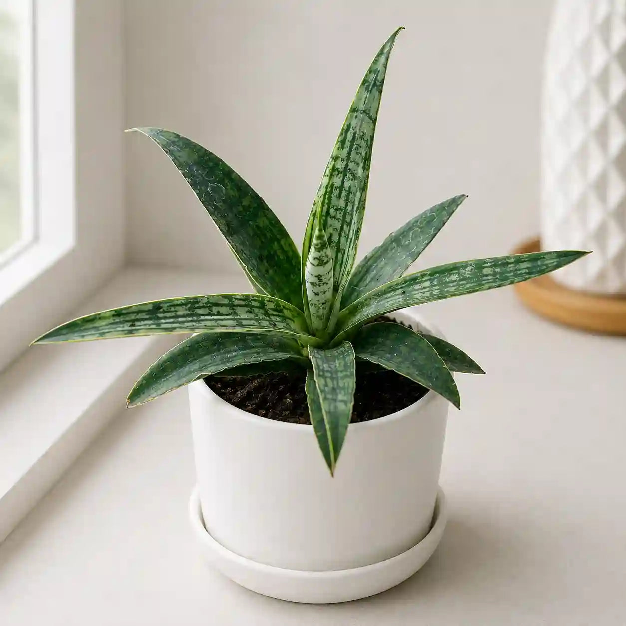 Sansevieria 'Silver Steel'
