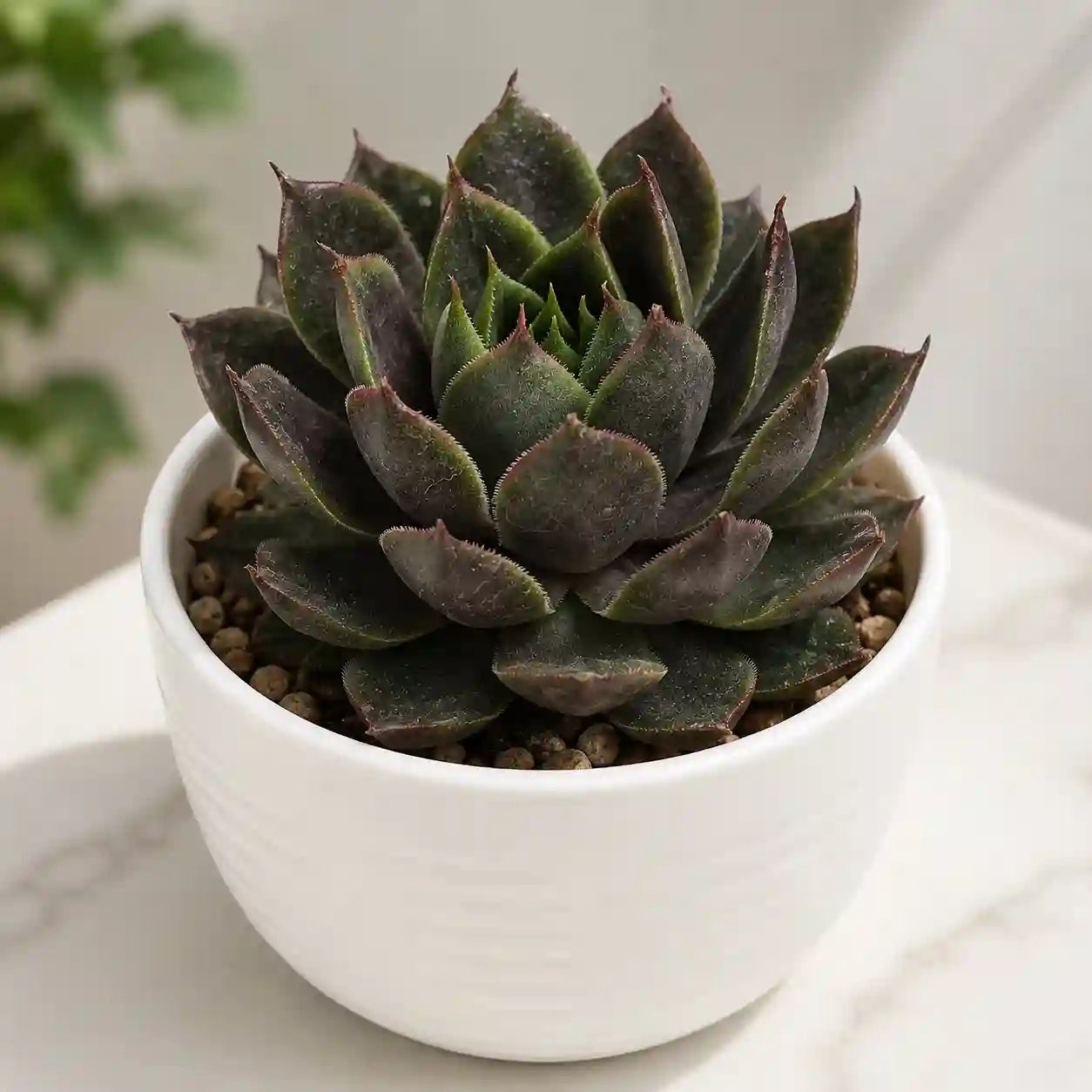 Black Laxmi Kamal Succulent Plant