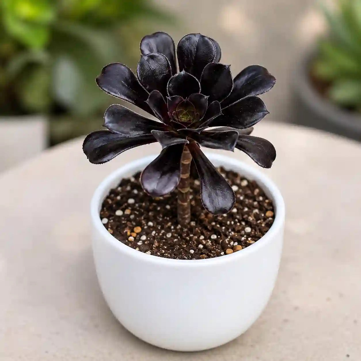 Black Aeonium