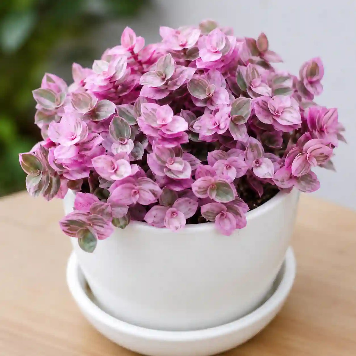 Callisia repens Pink Turtle vine