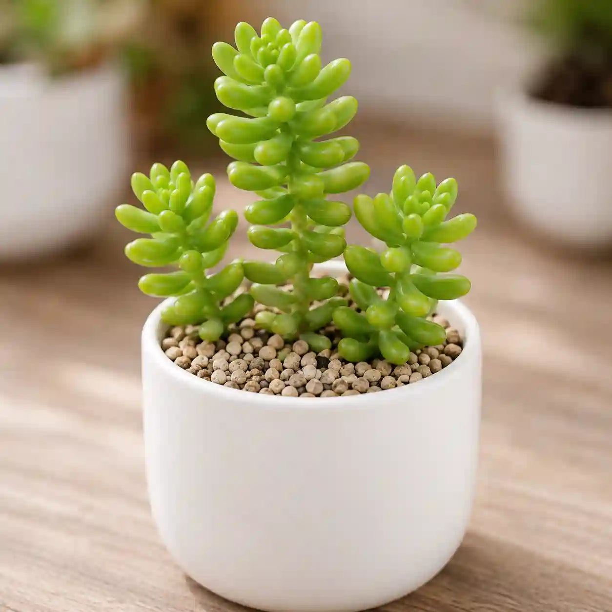 Light green jelly bean