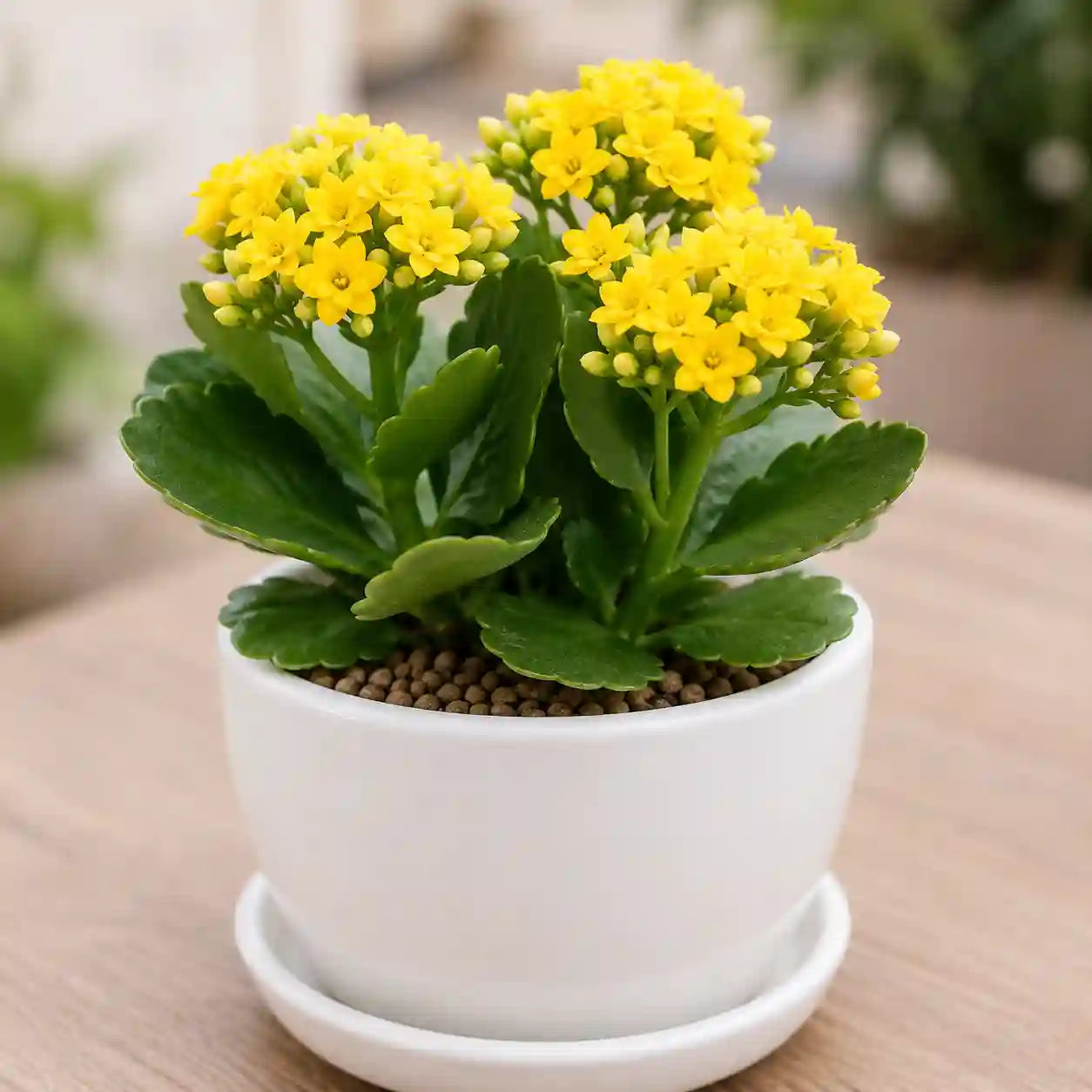 Kalanchoe yellow flower