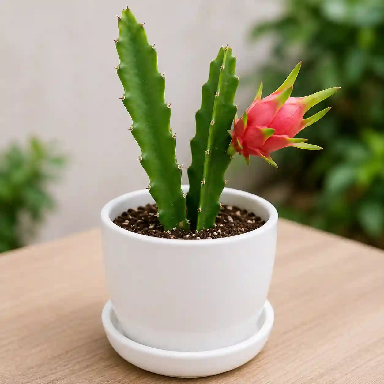 Dragon Fruit