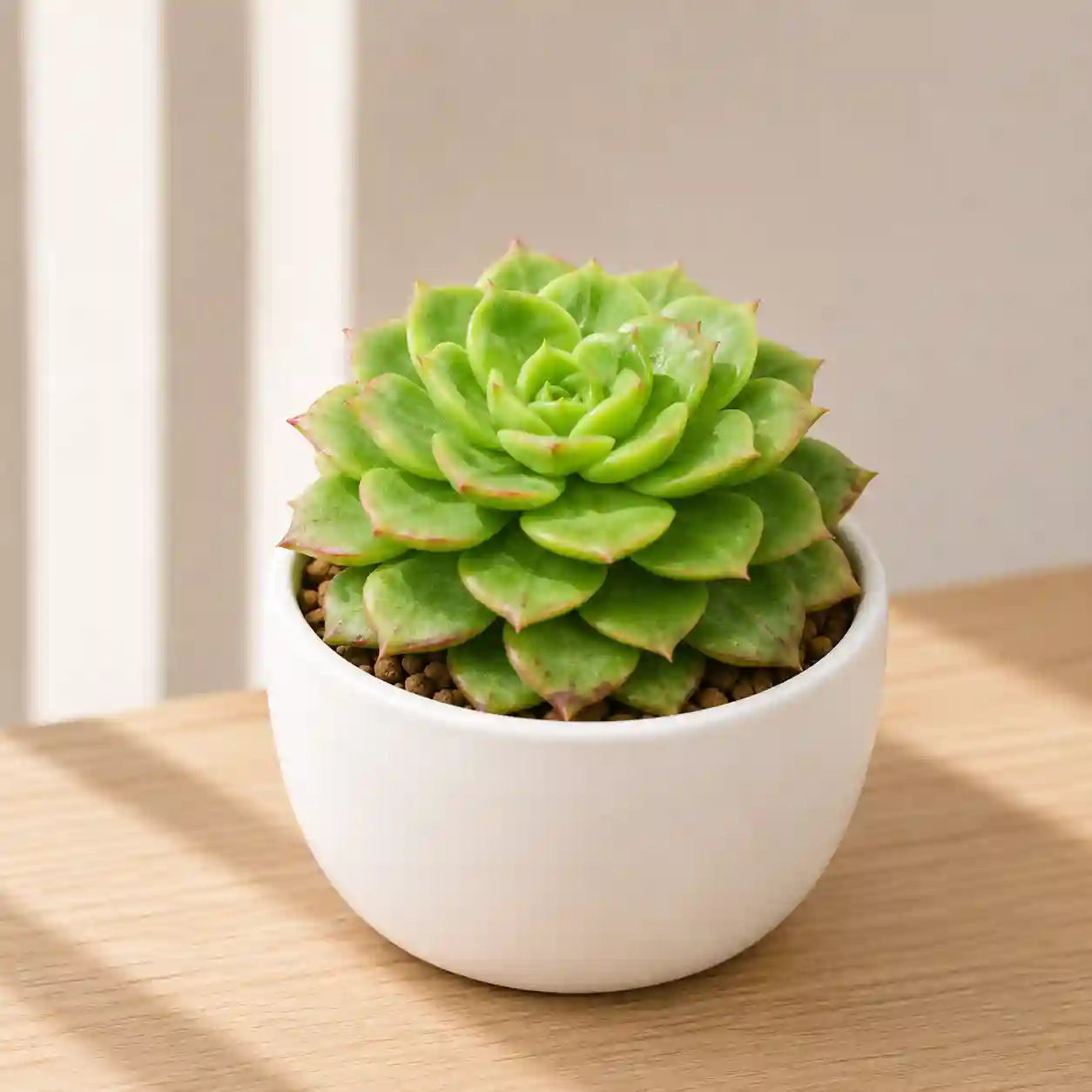 ECHIEVERIA GREEN
