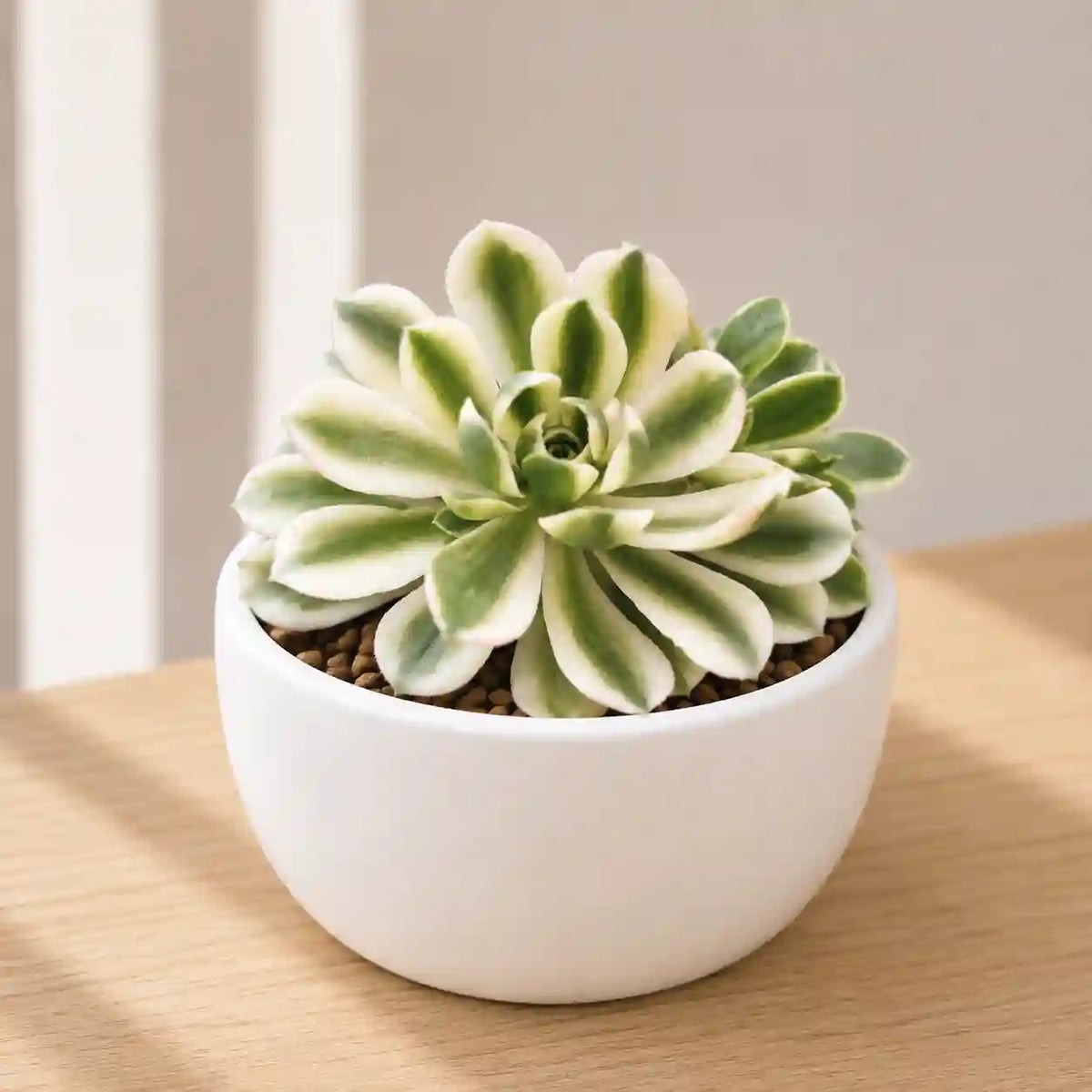 Aeonium castello-paivae variegata 'Suncup'