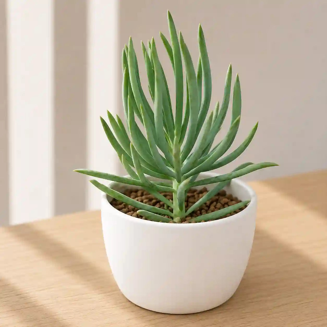 Senecio vitalis
