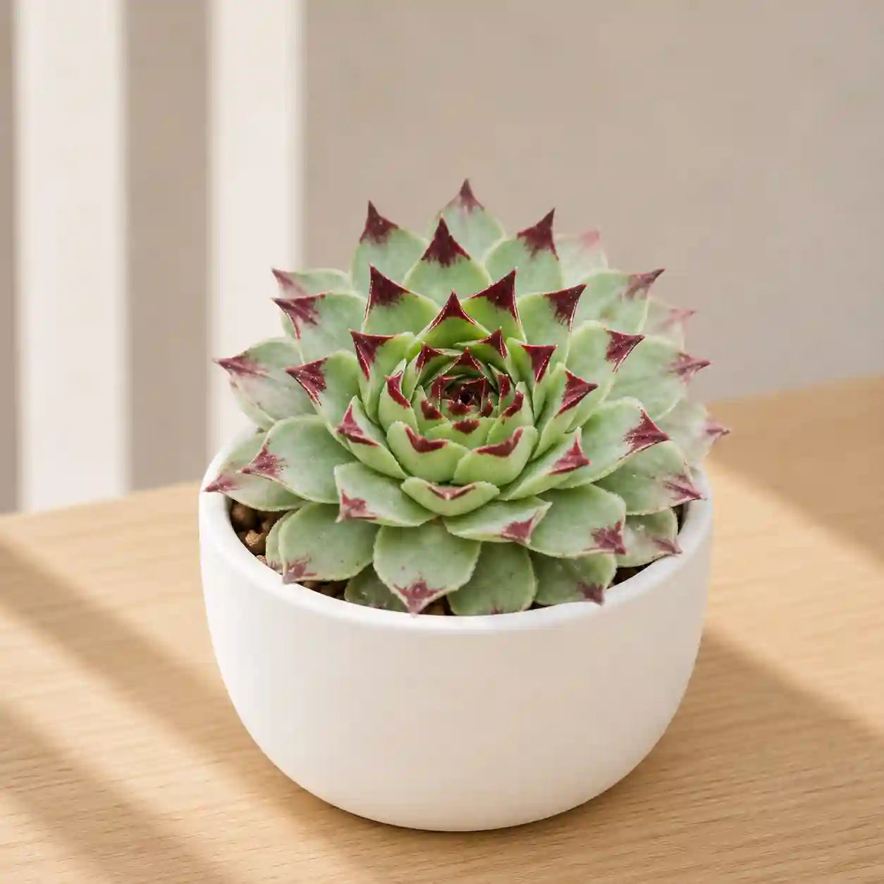 Sempervivum calcereum