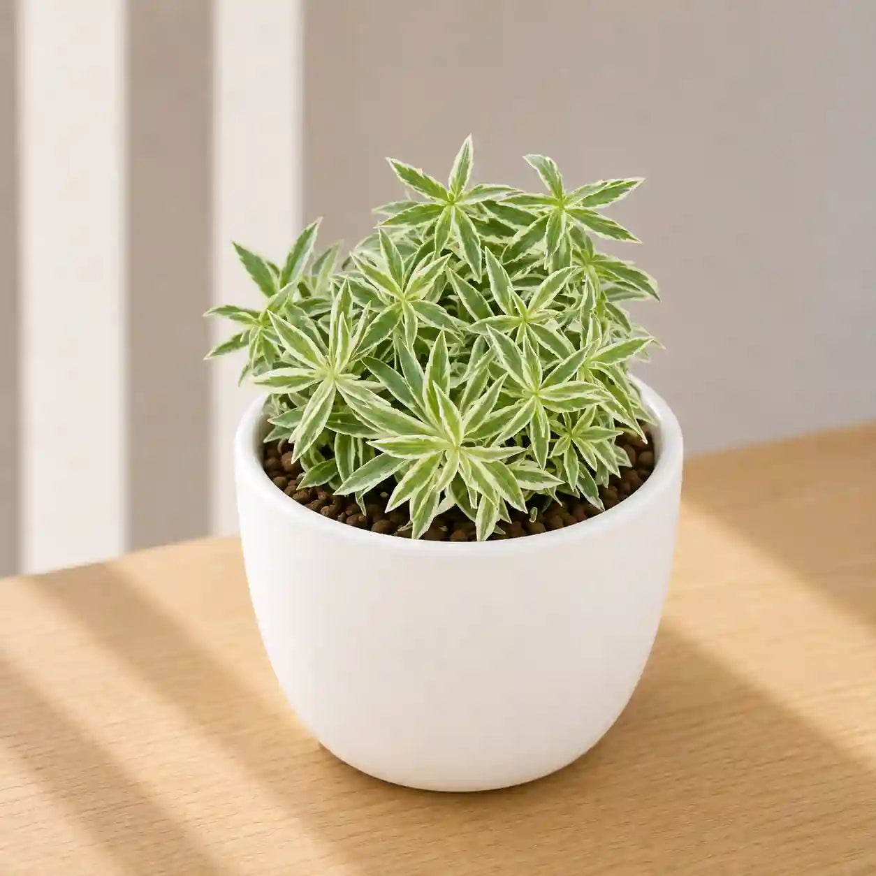 SEDUM STAR GRASS