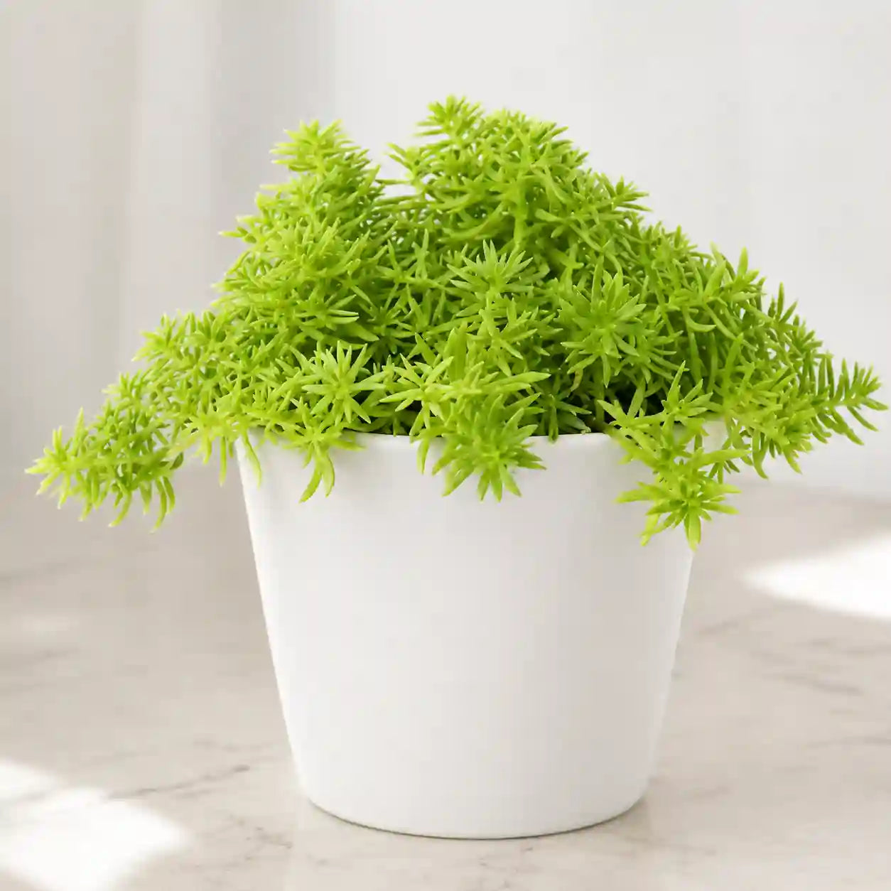 Sedum Lineare