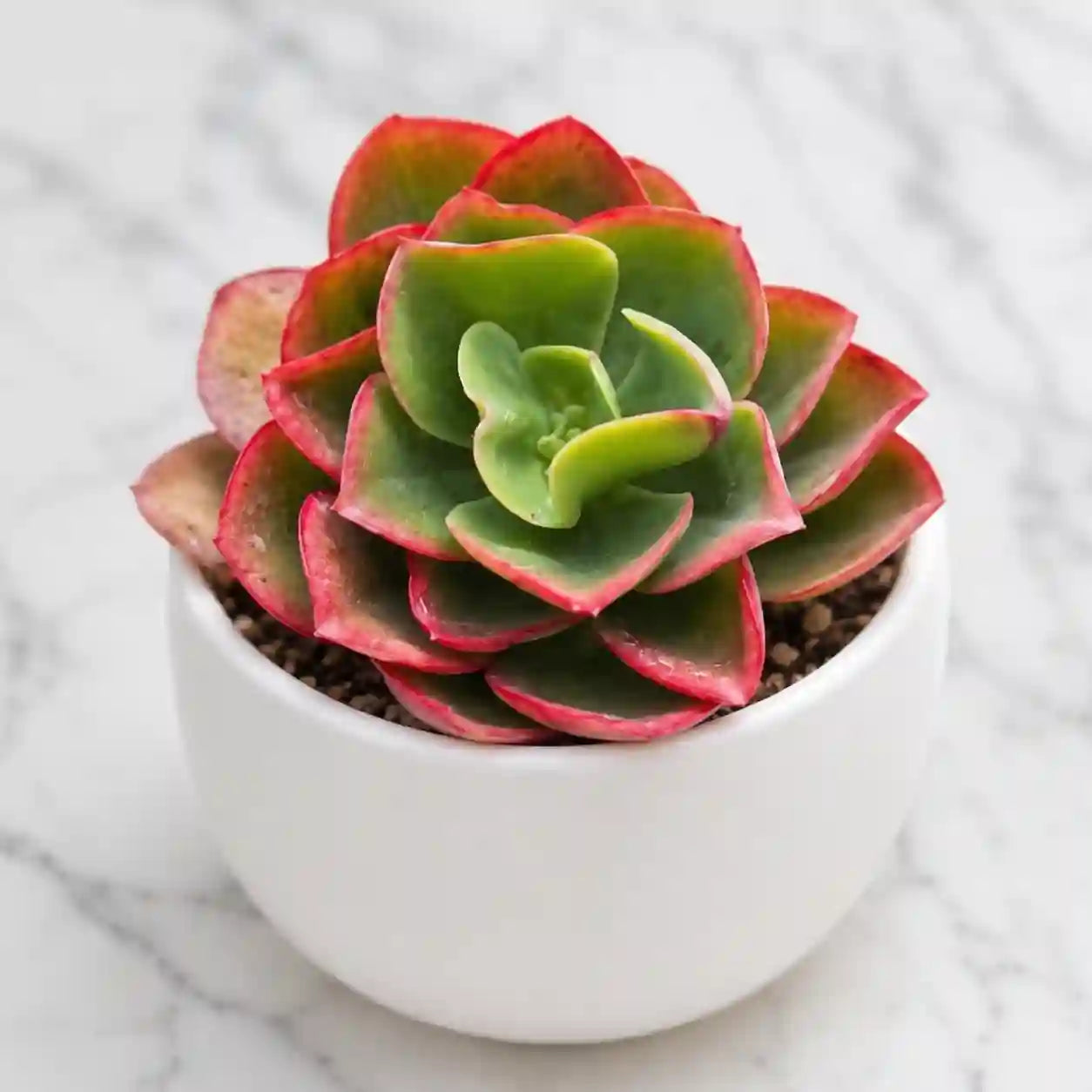 Red Echeveria
