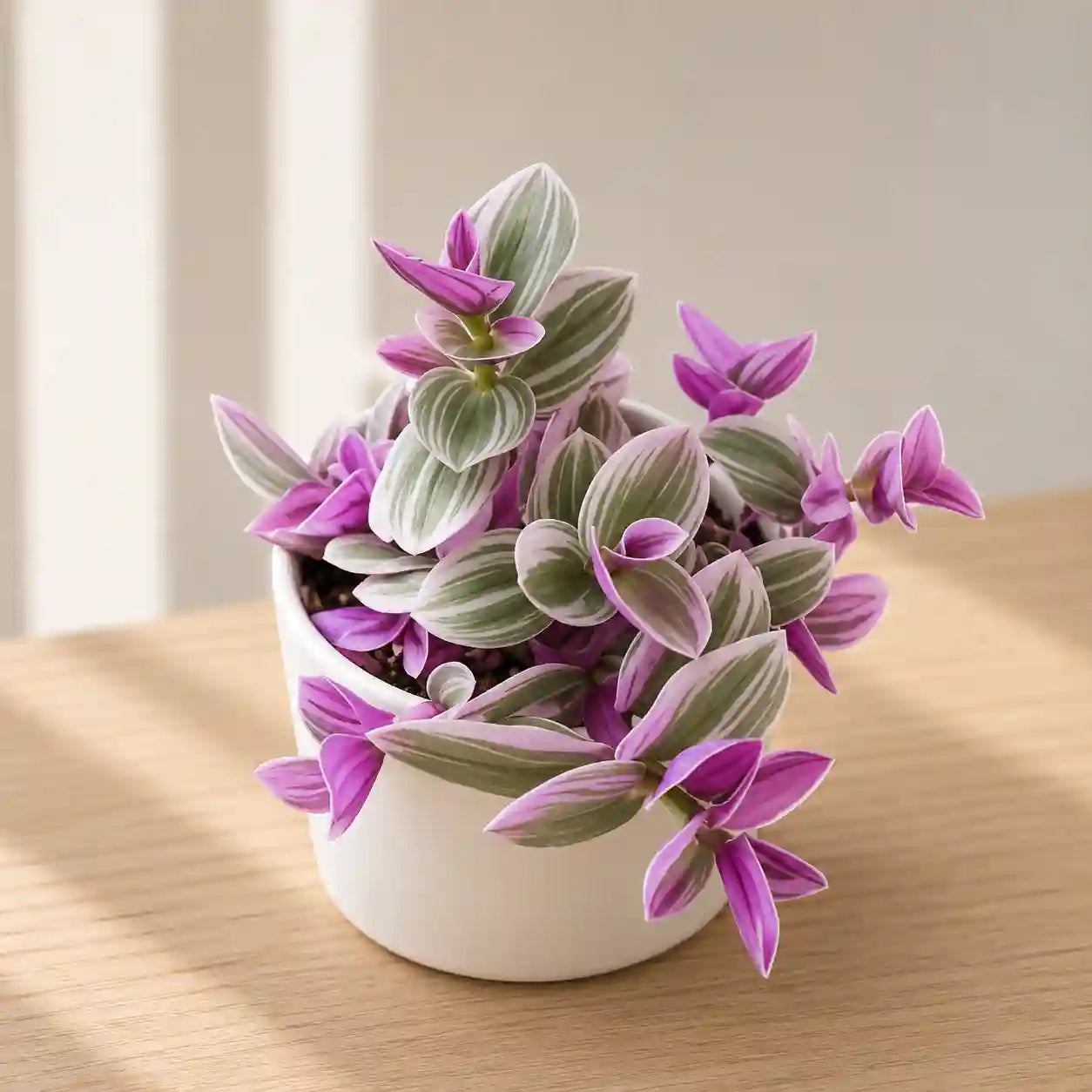 Tradescantia Nanouk