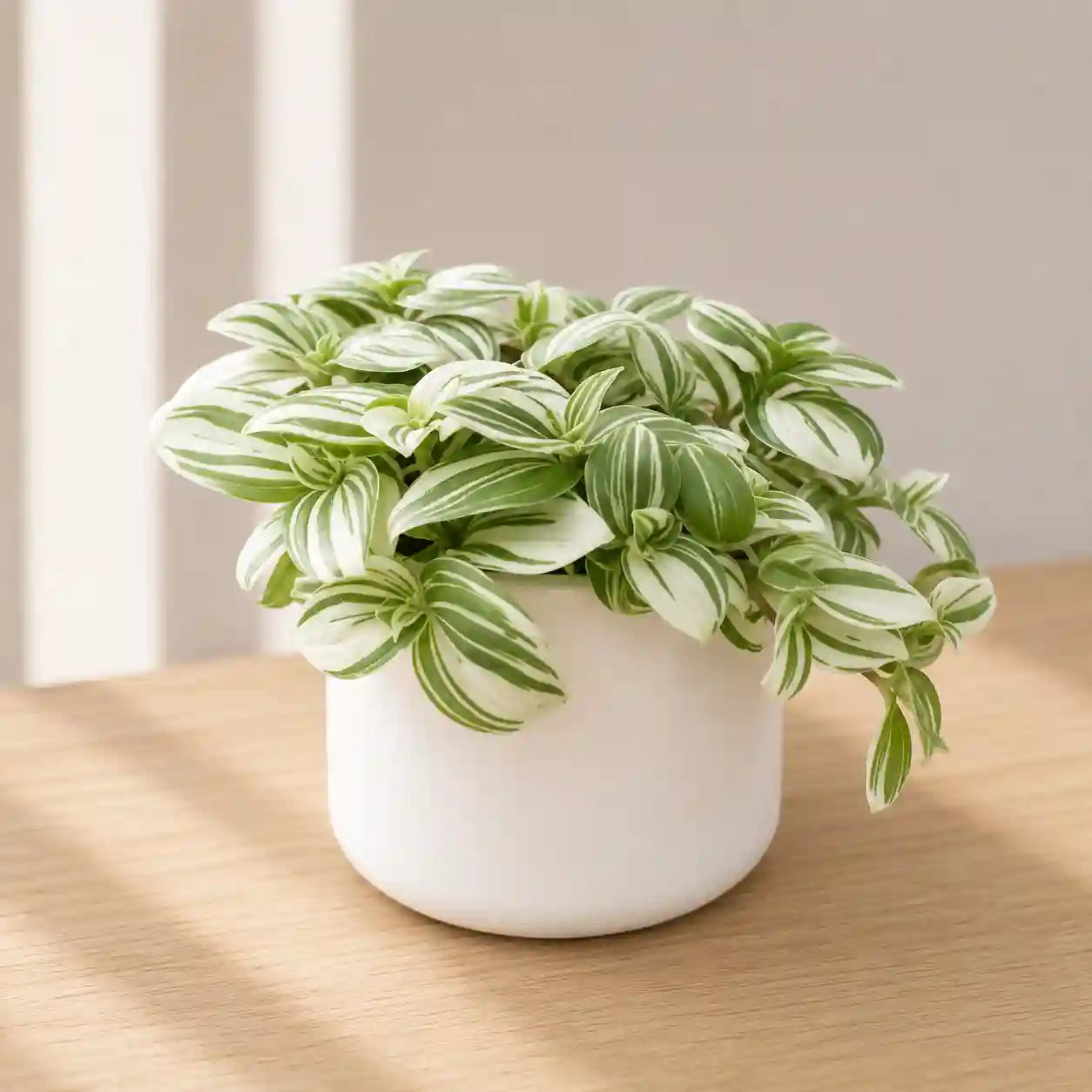 Tradescantia Fluminensis Variegata Green